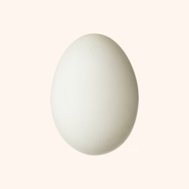 Chicken Broiler