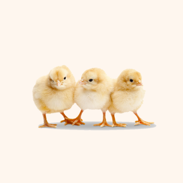 White  Eggs