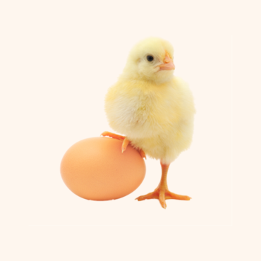 Little Chicken Broiler