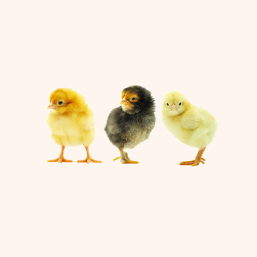 chick